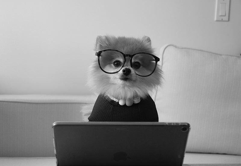 Schritte rückgängig machen mit Elementor - Hund mit Brille will es wissen